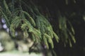 Fir tree brunch close up. Selectiv focus. Toned, abstract Christmas wallpaper, toned styled image Royalty Free Stock Photo