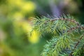 Fir tree brunch close up. Shallow focus. Fluffy fir tree brunch close up. Christmas wallpaper concept