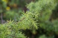 Fir tree brunch close up. Shallow focus. Fluffy fir tree brunch close up. Christmas wallpaper concept