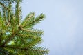 Fir tree brunch close up. Shallow focus. Fluffy fir tree brunch close up. Christmas wallpaper concept. Copy space Royalty Free Stock Photo