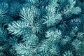 Fir tree brunch close up. Shallow focus. Fluffy fir tree brunch close up. Christmas wallpaper concept. Christmas frame on the Royalty Free Stock Photo