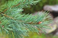 Fir tree brunch close up. Shallow focus. Fluffy fir tree brunch close up. Copy space