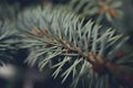 Fir tree brunch close up. Shallow focus. Fluffy fir tree brunch close up Royalty Free Stock Photo