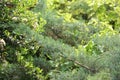 Fir tree brunch close up. Shallow focus. Fluffy fir tree brunch close up. Wallpaper concept. Copy space. Royalty Free Stock Photo