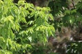 Fir tree brunch close up. Shallow focus. Fluffy fir tree brunch close up. Wallpaper concept. Copy space. Royalty Free Stock Photo