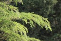 Fir tree brunch close up. Shallow focus. Fluffy fir tree brunch close up. Wallpaper concept. Copy space. Royalty Free Stock Photo