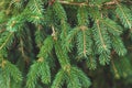 Fir tree brunches natural background, green Christmas tree twigs texture closeup Royalty Free Stock Photo