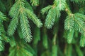 Fir tree brunches natural background, green Christmas tree twigs texture, copy space Royalty Free Stock Photo