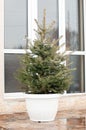 Fir tree for Christmas Royalty Free Stock Photo