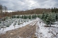 fir-tree christmas tree pinetree plantage with young and grown trees, agricultural path, during winter with snow, landscape