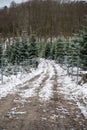 fir-tree christmas tree pinetree plantage with young and grown trees, agricultural path, during winter with snow, landscape,