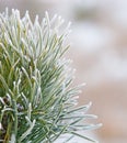 Fir tree close up with snow