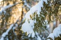 Fir tree closeup with snow