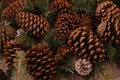 Fir-tree cone forest large brown integer natural rustic background traditional decoration