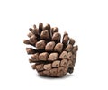 Fir tree cone isolated on white. Winter decor, christmas object