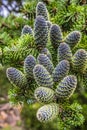 Fir tree cones Royalty Free Stock Photo