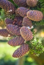 Fir tree cones Royalty Free Stock Photo
