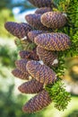 Fir tree cones Royalty Free Stock Photo