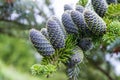 Fir tree with cones Royalty Free Stock Photo