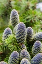 Fir tree cones Royalty Free Stock Photo