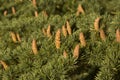 Fir tree with cones