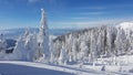 Frozen Fir Forest in the montains