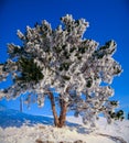 Fir tree covered with snow. Beautiful winter landscape Royalty Free Stock Photo
