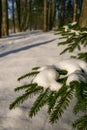 Fir tree covered with snow Royalty Free Stock Photo