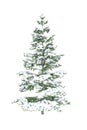 Fir tree covered with snow isolated on white background Royalty Free Stock Photo