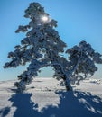 Fir tree covered with snow and sun shining between fir branches. Beautiful winter background