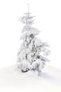Fir tree covered snow on white background. Christmas tree in snow Royalty Free Stock Photo
