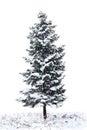 Fir tree covered snow on white background with space for text Royalty Free Stock Photo