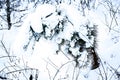 Fir tree covered in thick snow Royalty Free Stock Photo