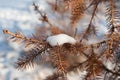 Fir tree dry closeup needles with snow