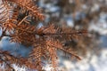 Fir tree dry closeup needles