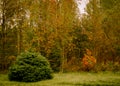 Fir tree and fence, wooden gate garden entrance, Golden leaves a