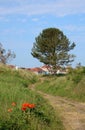 Fir tree, footpath, poppies, sand dunes, Bamburgh Royalty Free Stock Photo