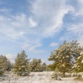 forest glade in a snow under blue cloudy sky at the bright winter day Royalty Free Stock Photo