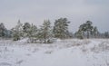 forest glade in a snow under blue cloudy sky at the bright winter day Royalty Free Stock Photo