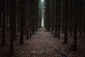 The fir-tree forest. Moss fallen leaves on the forest path