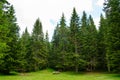 Fir Tree Forest in National Park Durmitor of Montenegro