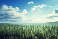 Fir tree forest in sunny day Royalty Free Stock Photo