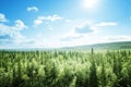 Fir tree forest in sunny day Royalty Free Stock Photo