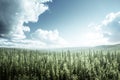 Fir tree forest in sunny day Royalty Free Stock Photo