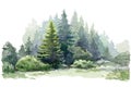 Fir tree forest watercolor image. Hand drawn relistic lush pine illustration. Evergreen natural spruce trees and bushes