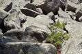 Fir tree growing in crevice of rocks