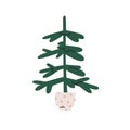 Fir tree growing in pot. Live real firtree with bare branches in planter. Evergreen conifer, natural minimal decoration