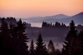 Fir tree on the hillsides in the fog at dawn among the mountains at dawn. An idealistic morning picture i