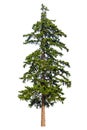 Fir tree isolated Royalty Free Stock Photo