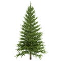 Fir Tree Isolated Royalty Free Stock Photo